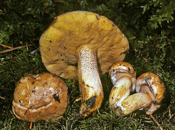 Suillus glandulosipes